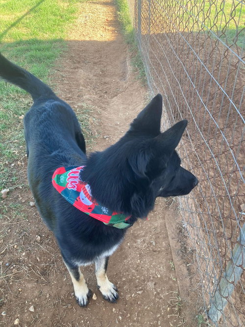 MILA - Shepherd / Husky available for adoption
