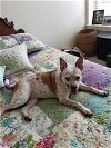 adoptable Dog in , MA named Mable