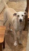 adoptable Dog in framingham, MA named Ranger