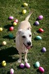 Ranger - Photo 3