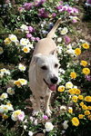 Ranger - Photo 4