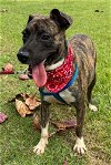 adoptable Dog in , MA named Travis