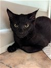 adoptable Cat in , MA named Raven