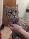 adoptable Cat in , MA named Daisy