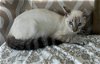 adoptable Cat in framingham, MA named Rylee
