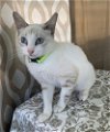 adoptable Cat in framingham, MA named Reed