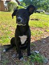 adoptable Dog in  named Star