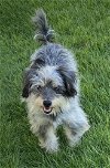 adoptable Dog in framingham, MA named Noa