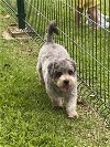 adoptable Dog in framingham, MA named William
