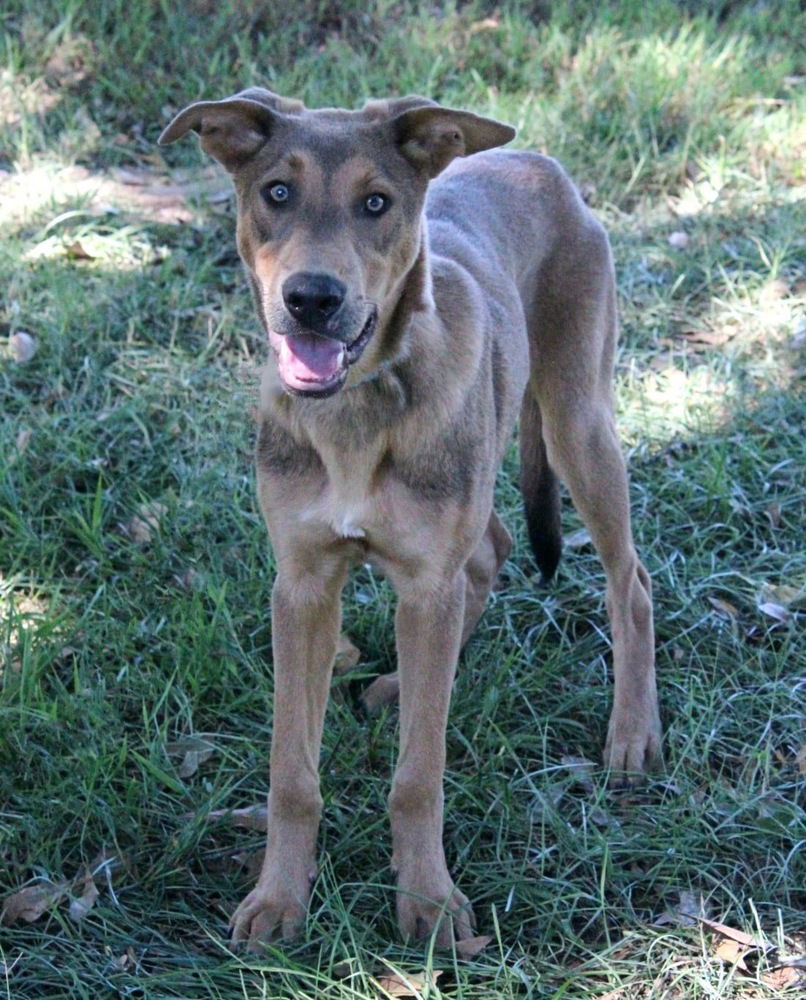 adoptable Dog in Framingham, MA named Aldo