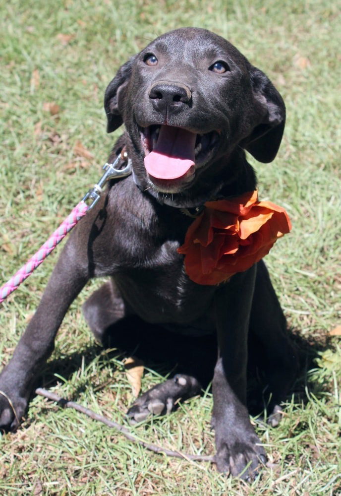 adoptable Dog in Framingham, MA named Cherry