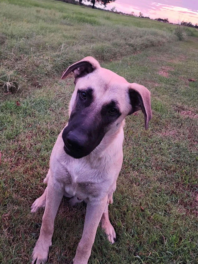 adoptable Dog in Framingham, MA named Sparky