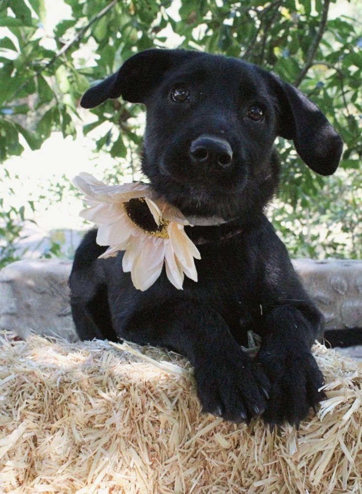 adoptable Dog in Framingham, MA named Susy