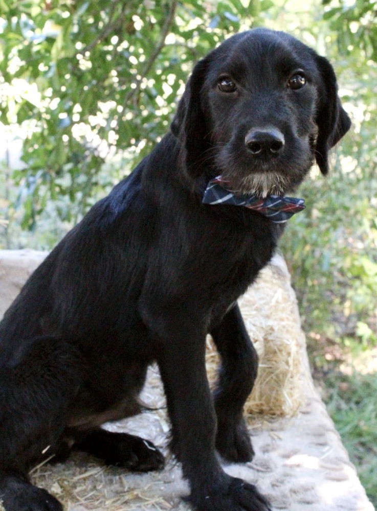 adoptable Dog in Framingham, MA named Stanley