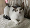 adoptable Cat in Framingham, MA named Lidia