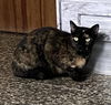 adoptable Cat in , MA named Delia