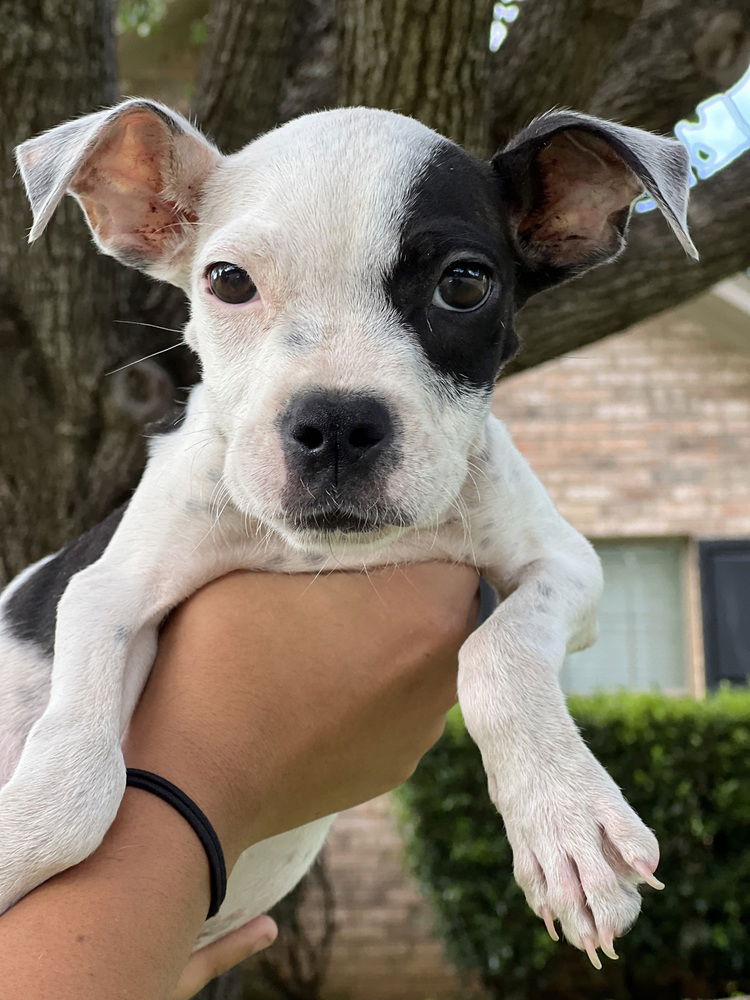 adoptable Dog in Framingham, MA named Pongo