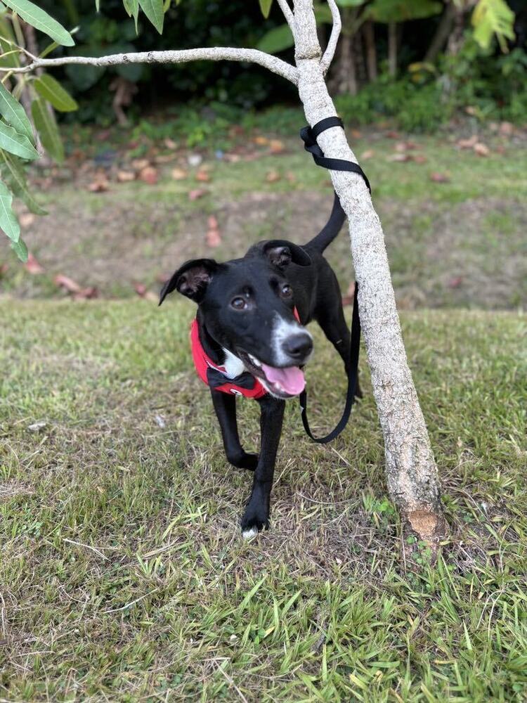 adoptable Dog in Framingham, MA named Bill