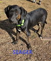 adoptable Dog in  named Saeger