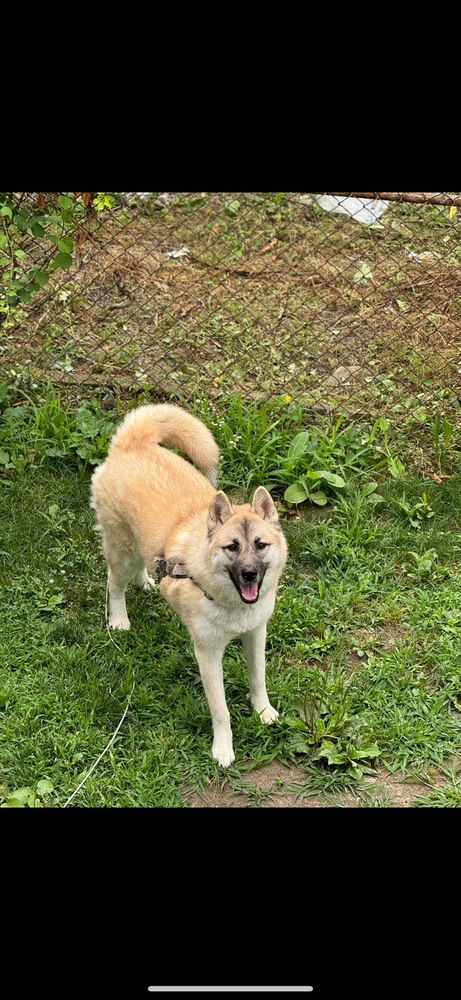 adoptable Dog in Framingham, MA named Asha