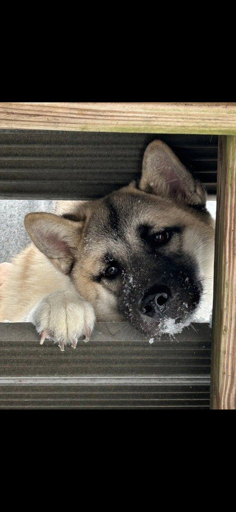 ASHA - Husky / Akita available for adoption