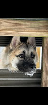 Asha - Photo 4