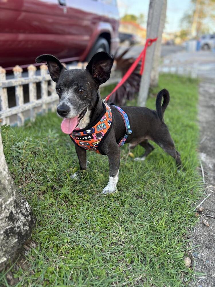 adoptable Dog in Framingham, MA named Bruno