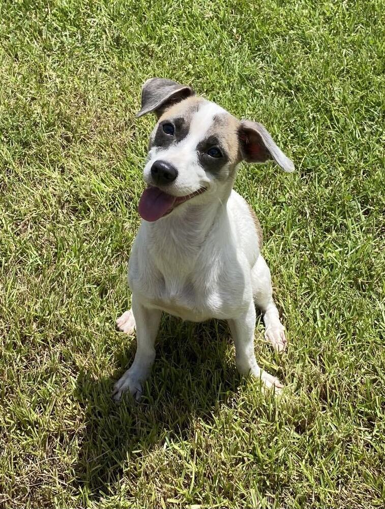 adoptable Dog in Framingham, MA named Camila