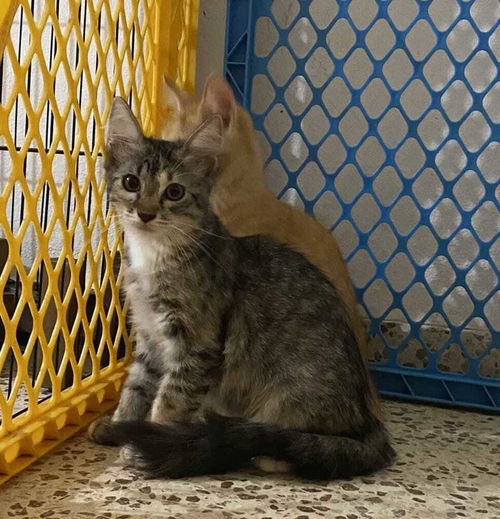 picture of the cat needing adoption