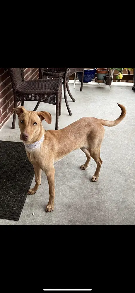 Becky - Vizsla
