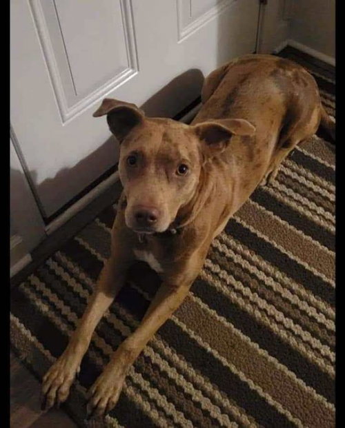 RIPLEY - Catahoula Leopard Dog available for adoption