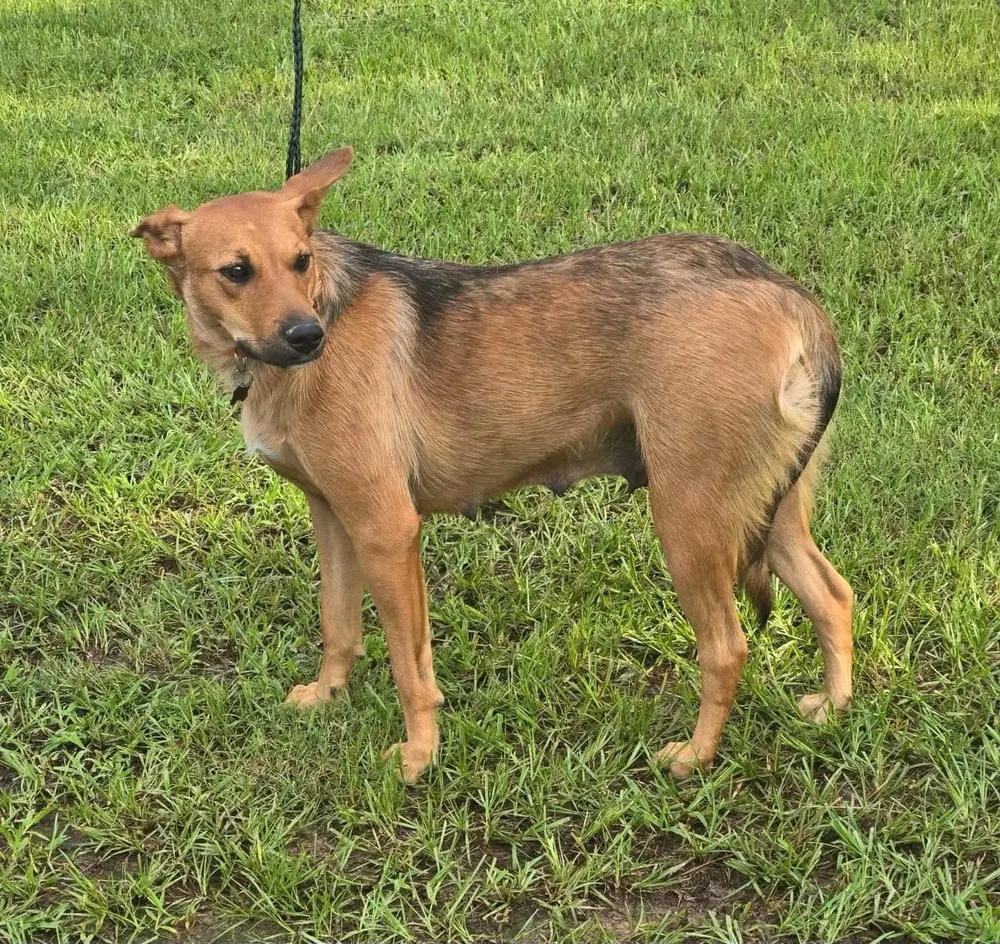 Roxy - Shepherd