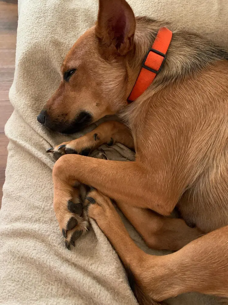 Roxy image 4