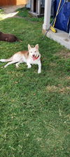 adoptable Dog in , MA named Bennett