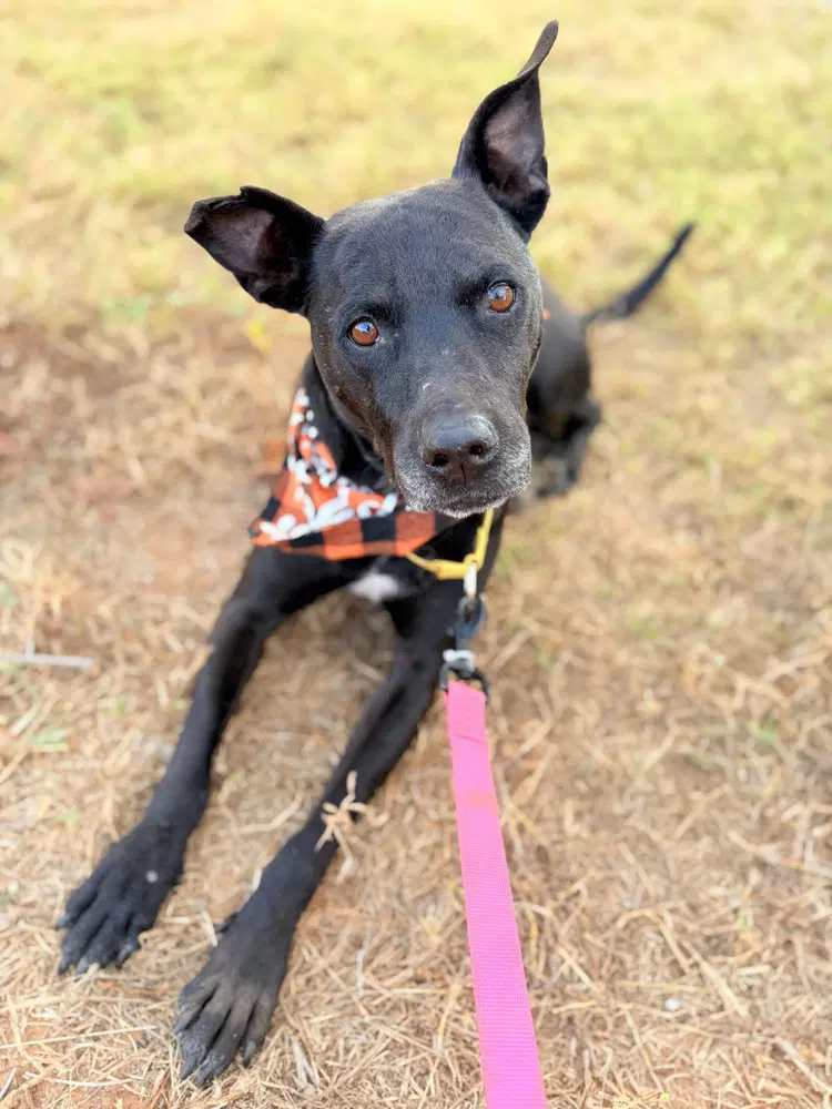 Zeus - Labrador Retriever