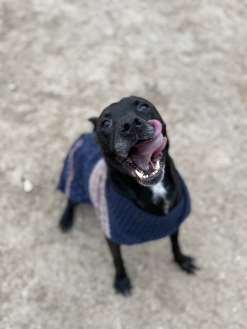 ZEUS - Labrador Retriever available for adoption
