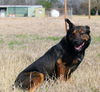 adoptable Dog in  named Brock