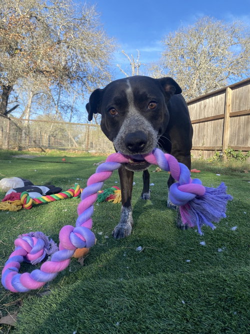 picture of the dog needing adoption
