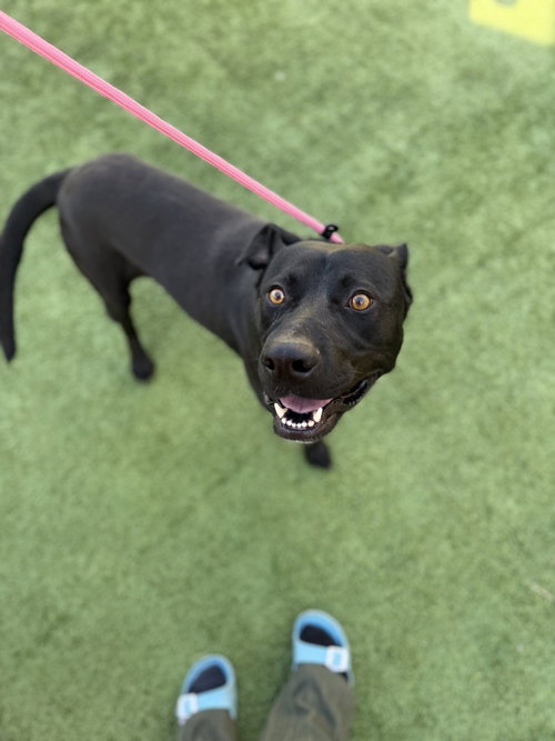 picture of the dog needing adoption
