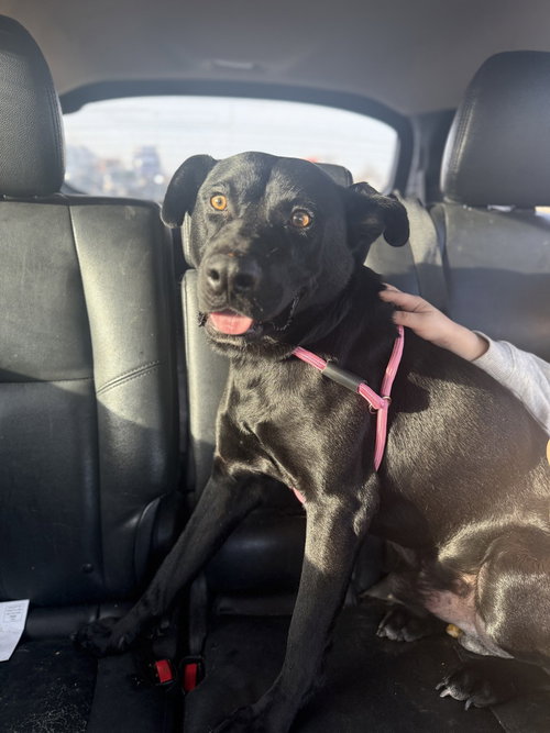 KOBA - Labrador Retriever available for adoption