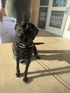 Koba - Photo 3