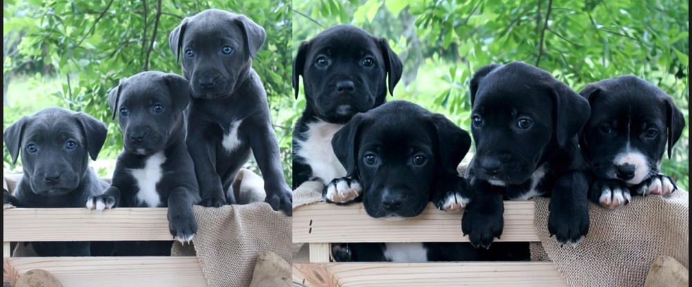 adoptable Dog in Framingham, MA named The âPitatoesâ litter