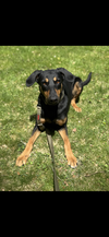 adoptable Dog in  named Olive