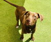 adoptable Dog in Framingham, MA named Ann