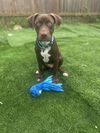 adoptable Dog in Framingham, MA named Dan