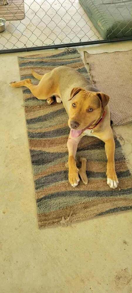 picture of the dog needing adoption