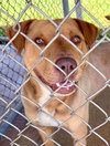 Samson - Photo 2