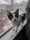 adoptable Cat in Framingham, MA named Annie