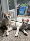 adoptable Cat in Framingham, MA named Pinky & Perky