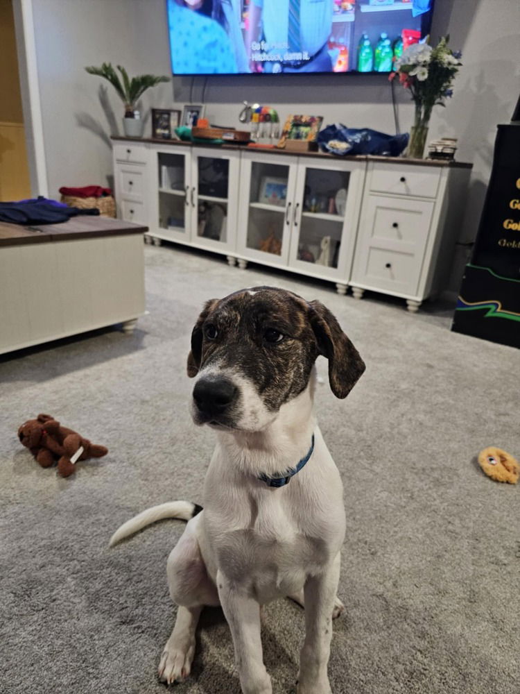 adoptable Dog in Framingham, MA named Buck